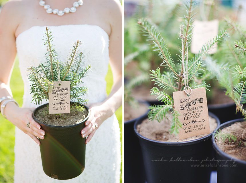 NH wedding favor evergreen trees seedling