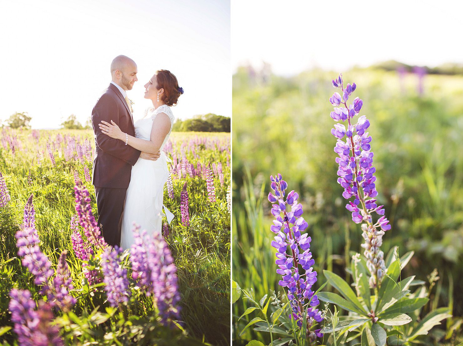 wedding photo in the lupines NH